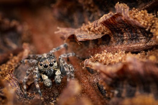 A brown jumping spider masquerades in the background of a brown crust