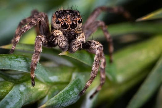 A brown jumping spider on the nice  frosted green plant leaves