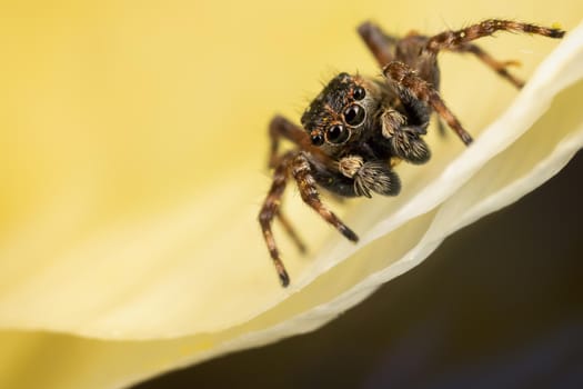 A brown jumping spider on the yellow petal in the yellow background