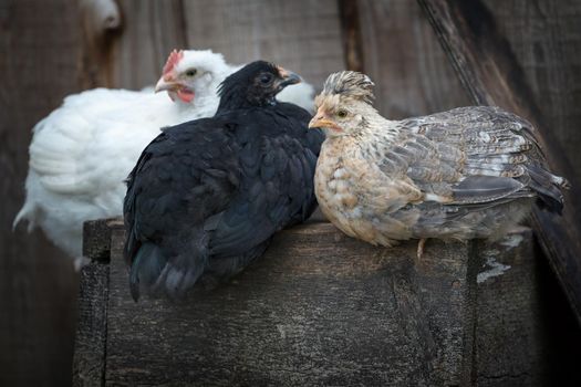 Brown, white and black color hens sitting on the old wooden box
