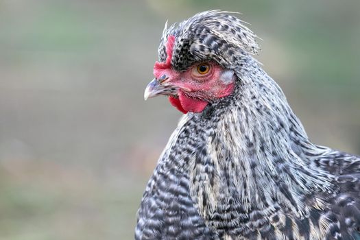 Profile portrait of speckled gray chicken