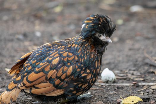 Small hen with big crest sitting in the yard