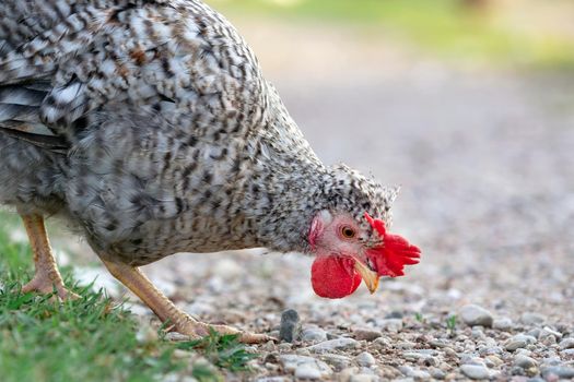 Nice hen looking for food on the gravel road