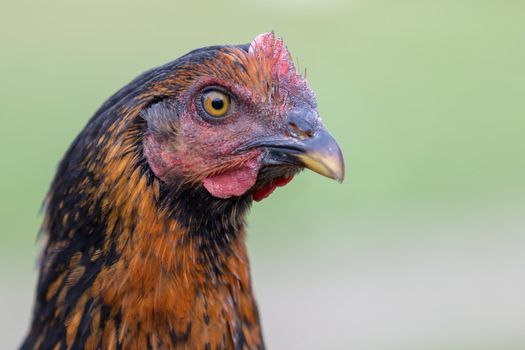 Close up portrait of fowl with nice big beak on the blur green background