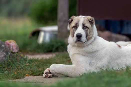 Serious asian dog proudly lies in the yard and safeguard it