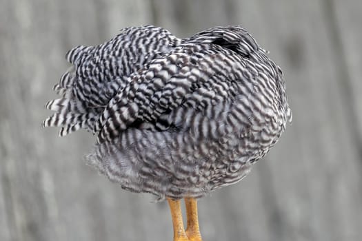 Speckled gray and white hen sleeping up and hiding his head