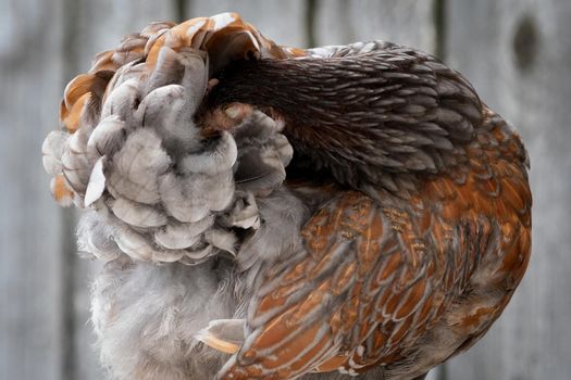 Brown hen hides his head in her feathers