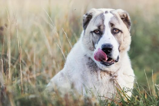 Portrait of a young Central Asian Shepherd dog sitting on a meadow between bents