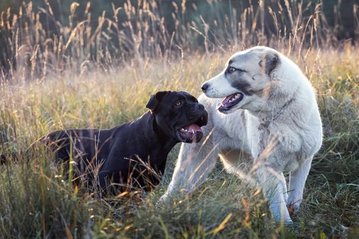 Two dogs, black and white play friendly in the meadow