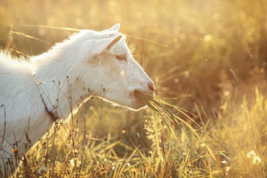 White goat in golden meadow eats golden grass
