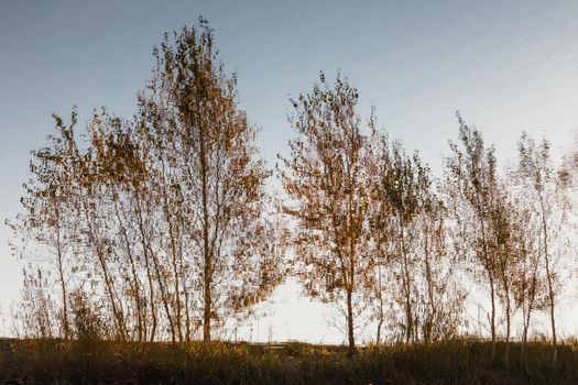 Reflection of birch trees in the lake water 