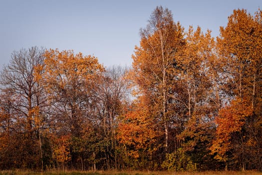 Landscape with golden trees in autumn time