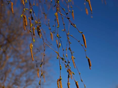 Birch branches with young green leaves and brown inflorescences against blue spring sky.