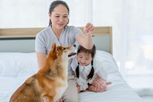 Asian mother play fun with Shiba dog by using some food to make it interesting and sit near little girl on bed. Concept of happy family feel relax to stay home with their own pets.