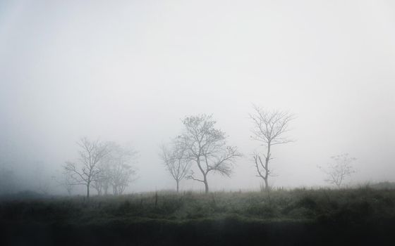 Trees in the fog, winter season, moody atmosphere
