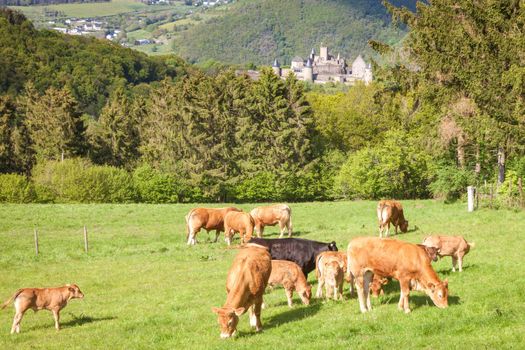 Cows and green field. Bourscheid, Diekirch, Luxembourg.