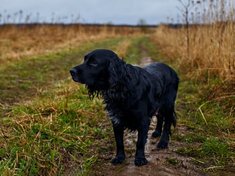 Black dog with long ears stands on wet ground among green and brown grass.