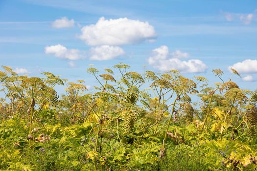 Sosnowsky hogweed. Gdansk, Pomorskie, Poland.