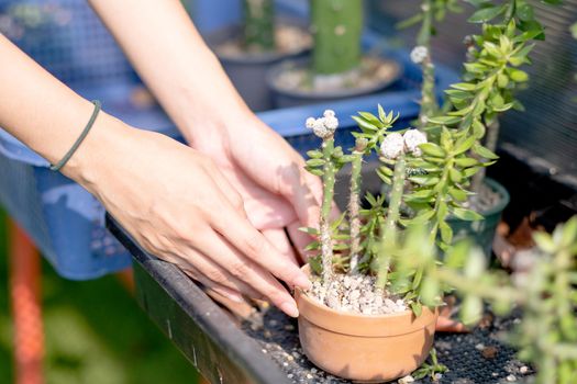 Close up hands of woman take care and set up of flora or plant in pot near green house. Concept of sustainable activity for people to safe the world.