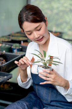 Beautiful Asian girl use forcept to decorate stone into cactus pot and stay in greenhouse workplace. Sustainable with small business relate to plant concept.