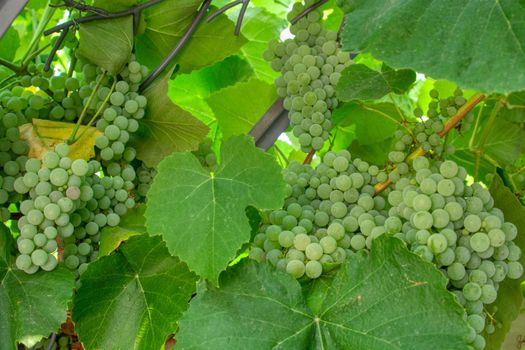 Fascicle of green grape growing among the leaves. Vine branch with racemules of green grape