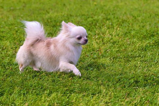 white Pomeranian spitz runs along the green grass. Space under the text. 2018 year of the dog in the eastern calendar