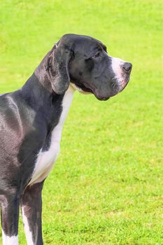 The Great Dane is a breed of giant dogs. Head with open jaws against the background of green blurred grass, a look forward to a close-up. Space under the text. 2018 year of the dog in the eastern calendar
