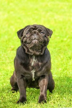 Pug dog. Sits in front of the camera and looks up against a background of green blurry grass. Space under the text. 2018 year of the dog in the eastern calendar