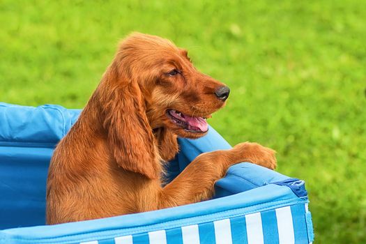Bloodhound - a hunting breed of dogs. Head with open jaws against the background of green blurred grass, a look forward to a close-up. Space under the text. 2018 year of the dog in the eastern calendar