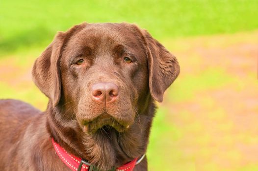 Labrador retriever head close-up. Looks at the camera on the background of a green blurry grass. Space under the text. 2018 year of the dog in the eastern calendar.