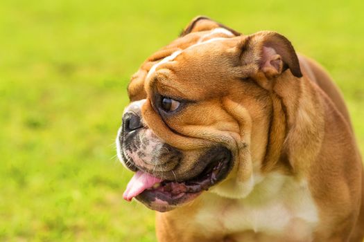 English bulldog with a frightened look. Against the background of a green blurred grass. Space under the text. 2018 year of the dog in the eastern calendar.