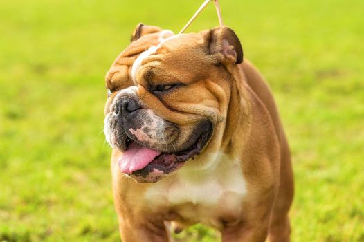 English bulldog with a malicious gaze, the mouth is open, a red tongue is stuck out. Against the background of a green blurred grass. Space under the text. 2018 year of the dog in the eastern calendar.