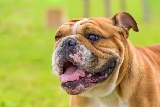 English bulldog with a malicious gaze, the mouth is open, a red tongue is stuck out. Against the background of a green blurred grass. Space under the text. 2018 year of the dog in the eastern calendar.
