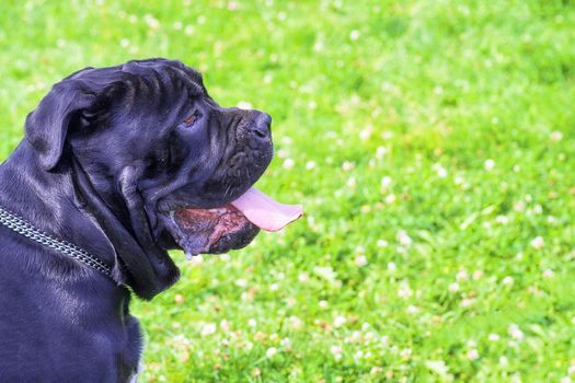 Cane corso. Background of green blurry grass. Space under the text. 2018 year of the dog in the eastern calendar. Concept: parodist dogs, dog friend of man, true friends, rescuers.