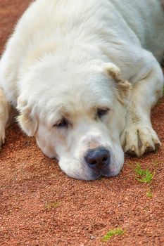 Golden retriever - a hunting breed of dogs. Concept: parodist dogs, dog friend of man, true friends, rescuers. Space under the text. 2018 year of the dog in the eastern calendar