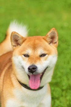 Welsh Corgi - a hunting breed of dogs. Head with open jaws against the background of green blurred grass, a look forward to a close-up. Space under the text. 2018 year of the dog in the eastern calendar