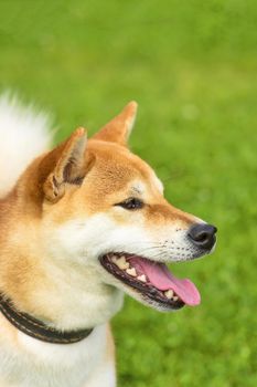 Welsh Corgi - a hunting breed of dogs. Head with open jaws against the background of green blurred grass, a look forward to a close-up. Space under the text. 2018 year of the dog in the eastern calendar