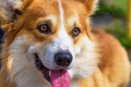 Welsh Corgi - a hunting breed of dogs. Head with open jaws against the background of green blurred grass, a look forward to a close-up. Space under the text. 2018 year of the dog in the eastern calendar