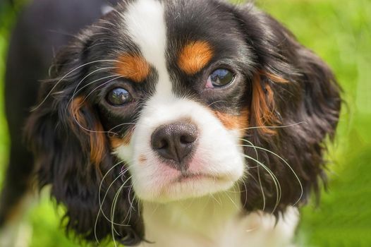 Cavalier King Charles Spaniel, green background. Space under the text. 2018 year of the dog in the eastern calendar Concept: parodist dogs, dog friend of man, true friends, rescuers.