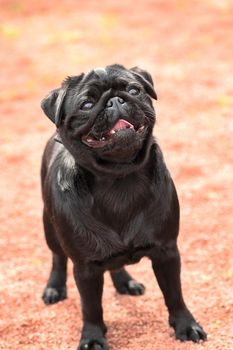 Pug dog. Concept: parodist dogs, dog friend of man, true friends, rescuers. Space under the text. 2018 year of the dog in the eastern calendar