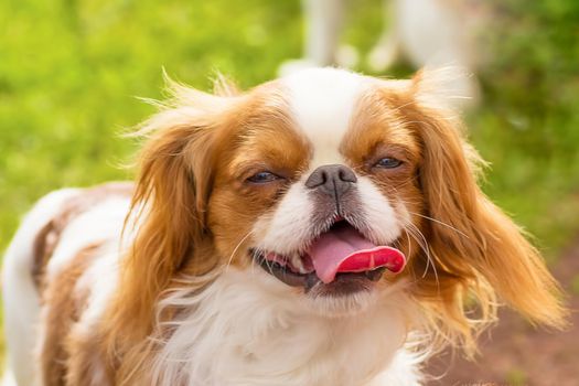 Cavalier king charles spaniel. Head with open mouth and put out a red tongue against the background of green blurred grass. Space under the text. 2018 year of the dog in the eastern calendar Concept: parodist dogs, dog friend of man, true friends, rescuers.