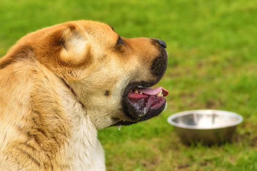 Central Asian Shepherd Dog Alabai. Head with open mouth and put out a red tongue against the background of green blurred grass. Space under the text. 2018 year of the dog in the eastern calendar Concept: parodist dogs, dog friend of man, true friends, rescuers.