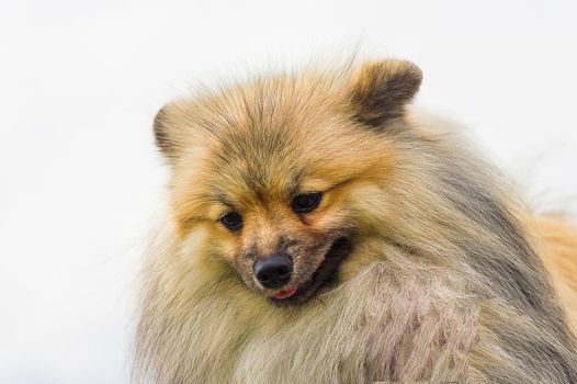 Pomeranian Spitz Looks down, green background. Space under the text. 2018 year of the dog in the eastern calendar Concept: parodist dogs, dog friend of man, true friends, rescuers.