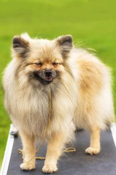 Laughing dog Pomeranian Spitz, green background. Space under the text. 2018 year of the dog in the eastern calendar Concept: parodist dogs, dog friend of man, true friends, rescuers.