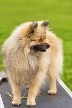 Pomeranian Spitz, green background. Space under the text. 2018 year of the dog in the eastern calendar Concept: parodist dogs, dog friend of man, true friends, rescuers.