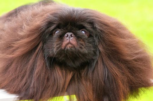 Pekingese, green background. Space under the text. 2018 year of the dog in the eastern calendar Concept: parodist dogs, dog friend of man, true friends, rescuers.