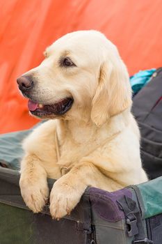 Labrador retriever head close-up. Concept: parodist dogs, dog friend of man, true friends, rescuers. Space under the text. 2018 year of the dog in the eastern calendar.