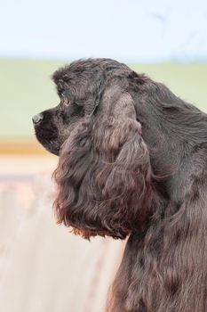 American Cocker Spaniyel, green background. Space under the text. 2018 year of the dog in the eastern calendar Concept: parodist dogs, dog friend of man, true friends, rescuers.