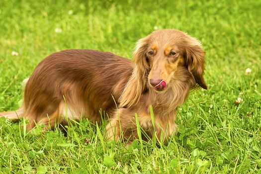 Typical Dachshund Long-haired Standard Red, green background. Space under the text. 2018 year of the dog in the eastern calendar Concept: parodist dogs, dog friend of man, true friends, rescuers.