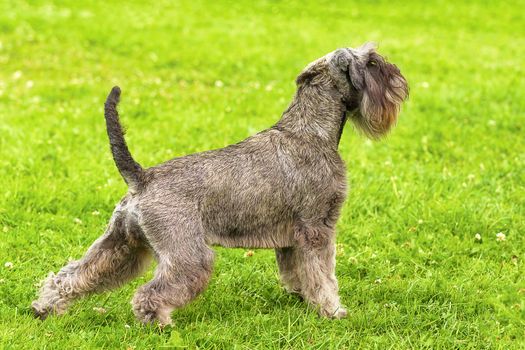 Terrier Standing in the rack, green background. Space under the text. 2018 year of the dog in the eastern calendar Concept: parodist dogs, dog friend of man, true friends, rescuers.